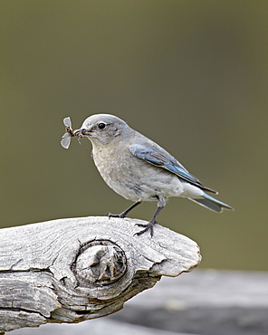 Female mountain bluebird (Sialia currucoides) with an insect, Yellowstone National Park, Wyoming, United States of America, North America