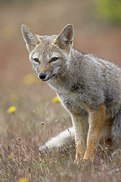 Gray fox (Patagonian fox) (Pseudalopex griseus), Torres del Paine, Chile, South America