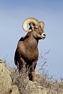 Bighorn sheep (Ovis canadensis) ram during the rut, Arapaho National Forest, Colorado, United States of America, North America