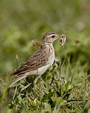 African pipit (grassland pipit) (grassveld pipit) (Anthus cinnamomeus) with a grasshopper, Ngorongoro Crater, Tanzania, East Africa, Africa