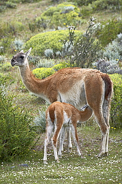 Mother guanaco (Lama guanicse) nursing her young, Torres del Paine, Patagonia, Chile, South America