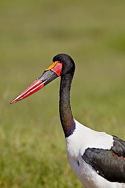 Male saddle-billed stork (Ephippiorhynchus senegalensis), Ngorongoro Crater, Tanzania, East Africa, Africa