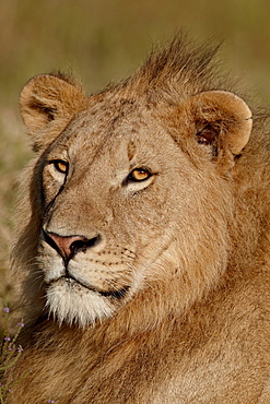 Lion (Panthera leo), Ngorongoro Crater, Tanzania, East Africa, Africa