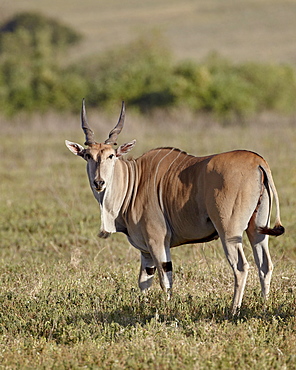Common eland (Taurotragus oryx), Ngorongoro Crater, Tanzania, East Africa, Africa