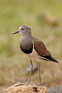 Black-winged plover (black-winged lapwing) (Vanellus melanopterus), Ngorongoro Crater, Tanzania, East Africa, Africa