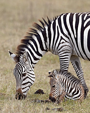 Common zebra (Burchell's zebra) (Equus burchelli) mare and colt, Ngorongoro Crater, Tanzania, East Africa, Africa