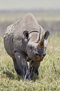 Black rhinoceros (hook-lipped rhinoceros) (Diceros bicornis), Ngorongoro Crater, Tanzania, East Africa, Africa