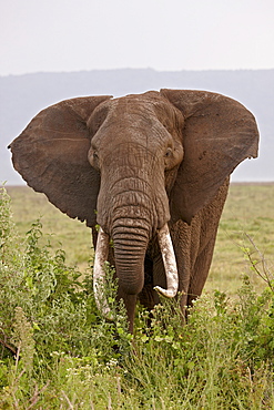 African elephant (Loxodonta africana) with large tusks, Ngorongoro Crater, UNESCO World Heritage Site, Tanzania, East Africa, Africa