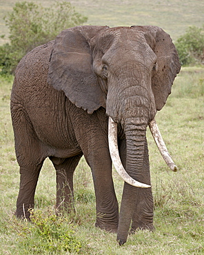 African elephant (Loxodonta africana) with large tusks, Ngorongoro Crater, UNESCO World Heritage Site,Tanzania, East Africa, Africa