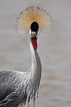 Grey crowned crane (Southern crowned crane) (Balearica regulorum), Serengeti National Park, Tanzania, East Africa, Africa