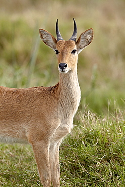 Bohor reedbuck (Redunca redunca) buck, Serengeti National Park, Tanzania, East Africa, Africa