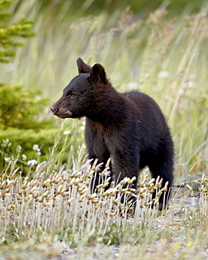 Black bear (Ursus americanus) cub of the year, Waterton Lakes National Park, Alberta, Canada, North America