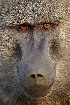 Olive baboon (Papio cynocephalus anubis), Serengeti National Park, Tanzania, East Africa, Africa