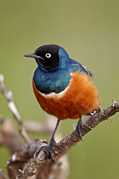 Superb starling (Lamprotornis superbus), Serengeti National Park, Tanzania, East Africa, Africa