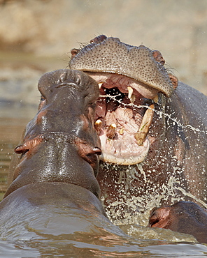 Two hippopotamus (Hippopotamus amphibius) sparring, Serengeti National Park, Tanzania, East Africa, Africa