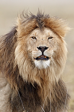 Lion (Panthera leo), Serengeti National Park, Tanzania, East Africa, Africa