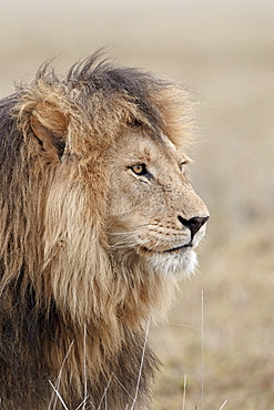 Lion (Panthera leo), Serengeti National Park, Tanzania, East Africa, Africa