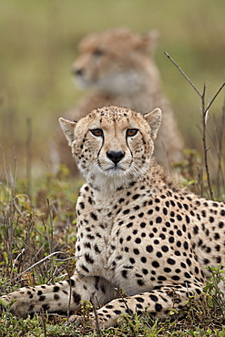 Cheetah (Acinonyx jubatus) brothers, Serengeti National Park, Tanzania, East Africa, Africa