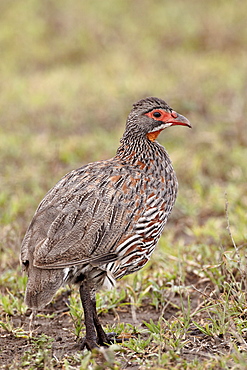 Grey-breasted spurfowl (grey-breasted francolin) (Francolinus rufopictus), Serengeti National Park, Tanzania, East Africa, Africa