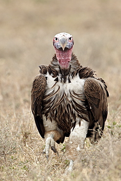 Lappet-faced vulture (Torgos tracheliotus), Serengeti National Park, Tanzania, East Africa, Africa