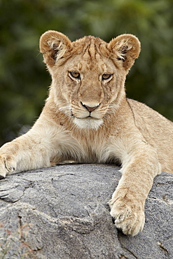 Lion (Panthera leo) cub, Serengeti National Park, Tanzania, East Africa, Africa