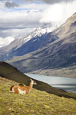 Guanaco (Lama guanicoe) with mountains and Lago Nordenskjsld in the background, Torres del Paine National Park, Patagonia, Chile, South America