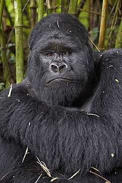 Silverback mountain gorilla (Gorilla gorilla beringei) of the Kwitonda group, Volcanoes National Park, Rwanda, Africa