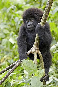 Infant mountain gorilla (Gorilla gorilla beringei) from the Kwitonda group climbing a vine, Volcanoes National Park, Rwanda, Africa