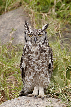 Spotted eagle owl (Bubo africanus) with its eyes open, Serengeti National Park, Tanzania, East Africa, Africa