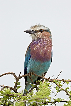 Lilac-breasted roller (Coracias caudata), Serengeti National Park, Tanzania, East Africa, Africa