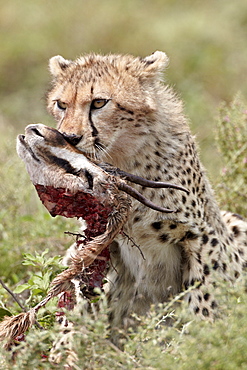 Cheetah (Acinonyx jubatus) cub with a Thomson's gazelle kill, Serengeti National Park, Tanzania, East Africa, Africa