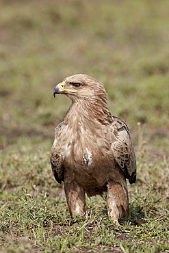 Tawny eagle (Aquila rapax), Serengeti National Park, Tanzania, East Africa, Africa