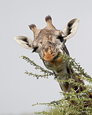 Masai giraffe (Giraffa camelopardalis tippelskirchi) eating, Serengeti National Park, Tanzania, East Africa, Africa