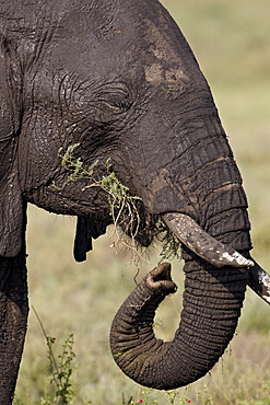 African elephant (Loxodonta africana) eating, Serengeti National Park, Tanzania, East Africa, Africa