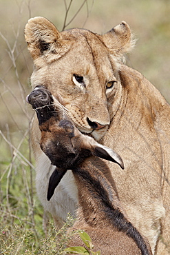 Lioness (Lion Panthera leo) with a blue wildebeest (brindled gnu) (Connochaetes taurinus) calf, Serengeti National Park, Tanzania, East Africa, Africa