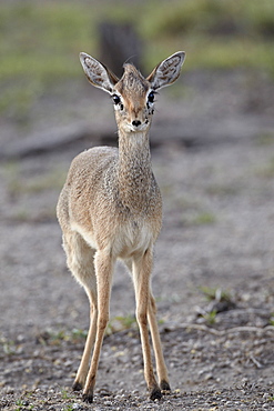 Female Kirk's dik dik (Kirk's dikdik) (Madoqua kirkii), Serengeti National Park, Tanzania, East Africa, Africa