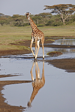 Masai giraffe (Giraffa camelopardalis tippelskirchi) with a reflection, Serengeti National Park, Tanzania, East Africa, Africa