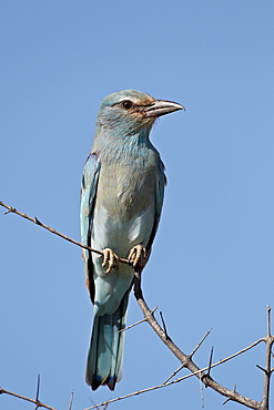 European roller (Coracias garrulus), Kruger National Park, South Africa, Africa