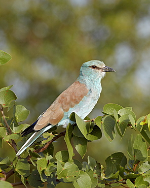 European roller (Coracias garrulus), Kruger National Park, South Africa, Africa