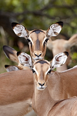 Impala (Aepyceros melampus) adult and juvenile females, Kruger National Park, South Africa, Africa