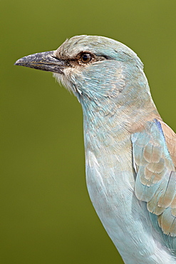 European roller (Coracias garrulus), Kruger National Park, South Africa, Africa