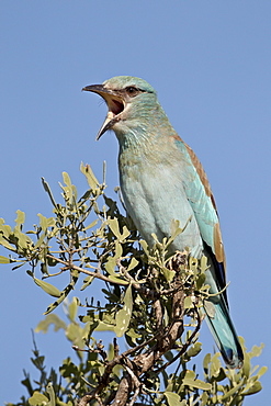 European roller (Coracias garrulus) calling, Kruger National Park, South Africa, Africa