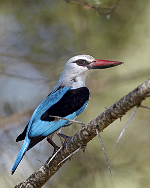 Woodland kingfisher (Halcyon senegalensis), Kruger National Park, South Africa, Africa