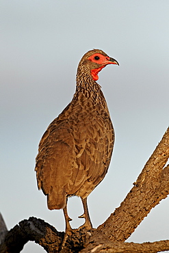 Swainson's francolin (Swainson's spurfowl) (Pternistes swainsonii), Kruger National Park, South Africa, Africa