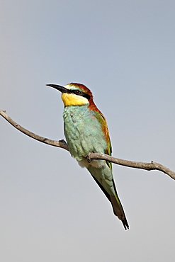 European bee-eater (golden-backed bee-eater) (Merops apiaster), Kruger National Park, South Africa, Africa