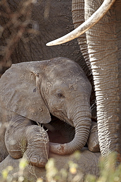 Baby African elephant (Loxodonta africana), Kruger National Park, South Africa, Africa