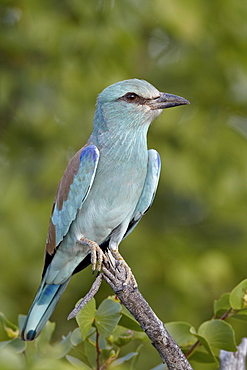 Europeanroller (Coracias garrulus), Kruger National Park, South Africa., Africa