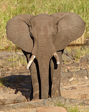 African elephant (Loxodonta africana), Kruger National Park, South Africa, Africa