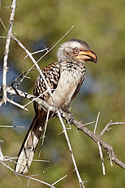 Immature Southern yellow-billed hornbill (Tockus leucomelas), Kruger National Park, South Africa, Africa