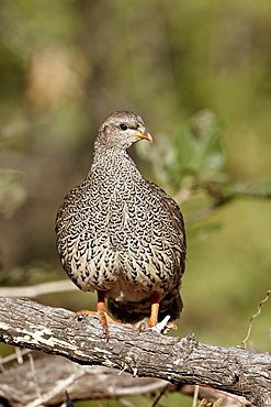 Natal Francolin (Pternistes natalensis), Kruger National Park, South Africa, Africa